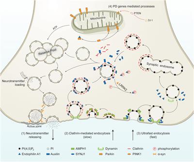 Dysfunction of Synaptic Vesicle Endocytosis in Parkinson’s Disease